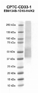 Click to enlarge image Western blot using CPTC-CD33-1 as primary antibody against human CD33 recombinant protein (lane 2). Expected molecular weight - 38 kDa.
Molecular weight standards are also included (lane 1). Inconclusive data.