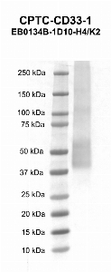 Click to enlarge image Western blot using CPTC-CD33-1 as primary antibody against human CD33 recombinant protein (lane 2). Expected molecular weight - 38 kDa.
Molecular weight standards are also included (lane 1). Inconclusive data.