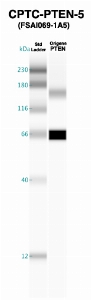 Click to enlarge image Western Blot using CPTC-PTEN-5 as primary Ab against recombinant PTEN (lane 2). Also included are molecular wt. standards (lane 1).