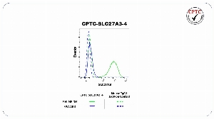 Click to enlarge image Flow cytometric analysis of Long-chain fatty acid transport protein 3 (SLC27A3) expression using CPTC-SLC27A3-4 mouse antibody. MALME-3M cells were fixed, permeabilized, and then stained with CPTC-SLC27A3-4 (solid green) or concentration-matched mouse isotype control (dashed green) antibodies. OVCAR8 cells were fixed, permeabilized, and then stained with CPTC-SLC27A3-4 (solid blue) or concentration-matched mouse isotype control (dashed blue) antibodies. A BV421 conjugated goat anti-mouse IgG was used as a secondary antibody. All data were analyzed using FlowJo.