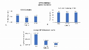 Click to enlarge image Single cell western blot using CPTC-MDM2-1 as a primary antibody against cell lysates. Relative expression of total MDM2 in HeLa, MCF10A, and LCL57 cells (A).  Percentage of cells that express MDM2 (B). Average expression of MDM2 protein per cell (C). All data is normalized to β-tubulin expression.