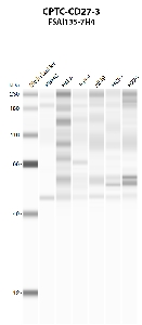 Click to enlarge image Automated western blot using CPTC-CD27-3 as primary antibody against PBMC (lane 2), HeLa (lane 3), Jurkat (lane 4), A549 (lane 5), MCF7 (lane 6), and NCI-H226 (lane 7) whole cell lysates.  Expected molecular weight - 29 kDa.  Molecular weight standards are also included (lane 1). PBMC is positive. All other cell lines are negative.