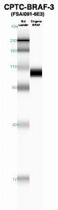 Click to enlarge image Western Blot using CPTC-BRAF-3 as primary Ab against recombinant BRAF (lane 2). Also included are molecular wt. standards (lane 1).