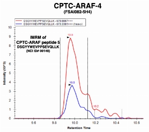 Click to enlarge image Immuno-MRM chromatogram of CPTC-ARAF-4 antibody with CPTC-ARAF peptide 5 (NCI ID#00149) as target