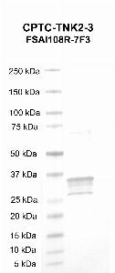 Click to enlarge image Western Blot using CPTC-TNK2-3 as primary antibody against TNK2 recombinant protein (lane 2). Molecular weight  standards are also included (lane 1).