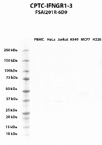 Click to enlarge image Western blot using CPTC-IFNGR1-3 as primary antibody against PBMC (lane 2), HeLa (lane 3), Jurkat (lane 4), A549 (lane 5), MCF7 (lane 6), and NCI-H226 (lane 7) whole cell lysates.  Expected molecular weight - 54.4 kDa and 21.5 kDa.  Molecular weight standards are also included (lane 1).