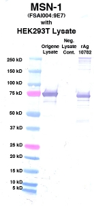 Click to enlarge image Western Blot using CPTC-MSN-1 as primary Ab against cell lysate from transiently overexpressed HEK293T cells form Origene (lane 2). Also included are molecular wt. standards (lane 1), lysate from non-transfected HEK293T cells as neg control (lane 3) and recombinant Ag MSN (NCI 10782) in (lane 4). 