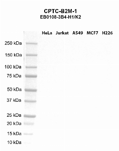 Click to enlarge image Western blot using CPTC-B2M-1 as primary antibody against HeLa (lane 2), Jurkat (lane 3), A549 (lane 4), MCF7 (lane 5), and H226 (lane 6) whole cell lysates.  Expected molecular weight - 13.7 kDa.  Molecular weight standards are also included (lane 1).