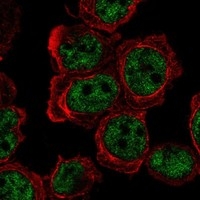 Click to enlarge image Results provided by the Human Protein Atlas (www.proteinatlas.org). The subcellular location is supported by literature. Immunofluorescent staining of human cell line THP-1 shows localization to nucleoplasm. Human assay: THP-1 fixed with PFA, dilution: 1:100
Human assay: U2OS fixed with PFA, dilution: 1:100