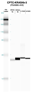 Click to enlarge image Western blot of CPTC-KRAS4b-3 antibody with full length KRAS4a,KRAS4b, H-RAS and N-RAS recombinant proteins.