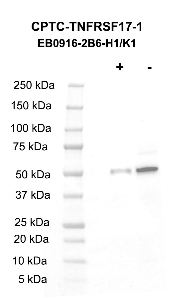 Click to enlarge image Western blot using CPTC-TNFRSF17-1 as primary antibody against LCL57 cell lysate.  Cell lysate was irradiated with 10 Gy as shown in the ‘+’ indicated lane.  Non-irradiated cell lysate was treated with alkaline phosphatase enzyme as shown in ‘-‘ indicated lane.  Blots were developed using enhanced chemiluminescence. Molecular weight standards are also included.