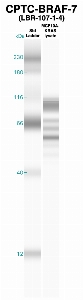 Click to enlarge image Western Blot using CPTC-BRAF-7 as primary Ab against MCF10A-KRas cell lysate (lane 2). Also included are molecular wt. standards (lane 1).