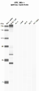 Click to enlarge image Automated western blot using CPTC-JAK1-1 as primary antibody against buffy coat (lane 2), HeLa (lane 3), Jurkat (lane 4), A549 (lane 5), MCF7 (lane 6), and NCI-H226 (lane 7) whole cell lysates.  Expected molecular weight - 133.3 kDa.  Molecular weight standards are also included (lane 1).