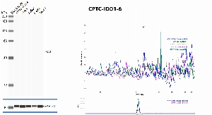 Click to enlarge image Automated western blot using CPTC-IDO1-6 as primary antibody against whole lysates of cell lines CCRF-CEM, HeLa, Jurkat, K-562 and MCF7. Protein molecular weight is about 45 KDa. The antibody cannot recognize IDO1 in the tested lysates. Loading controls were run with anti-GAPDH antibody.