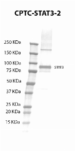 Click to enlarge image Western Blot using CPTC-STAT3-2 as primary antibody against the over-expressed lysate of STAT3 (expected MW is 88 KDa). The antibody is able to recognize the target protein.