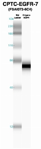 Click to enlarge image Western Blot using CPTC-EGFR-7 as primary Ab against recombinant EGFR (lane 2). Also included are molecular wt. standards (lane 1).