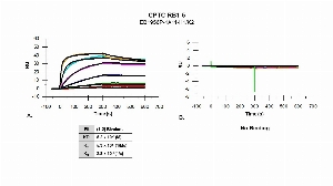 Click to enlarge image The affinity and binding kinetics of CPTC-RB1-5 antibody and BSA-conjugated phosphorylated-peptide, “TAVIPING-pS-PR” (A) and non-phosphorylated peptide (B), were measured using surface plasmon resonance. Peptide was amine coupled onto a Series S CM5 biosensor chip. Antibody at 64 nM, 16 nM, 4 nM, 1.0 nM, 0.25 nM and 0.0625 nM, was used as analyte. Binding data were double-referenced and analyzed globally using a bivalent fitting model