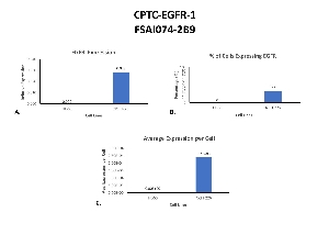 Click to enlarge image Single cell western blot using CPTC-EGFR-4 as a primary antibody against HL-60 and NCI H226 cell lysates.  Relative expression of total EGFR in HL-60 and NCI H226 cells (A).  Percentage of cells expressing EGFR (B).  Average expression of EGFR protein per cell (C).  All data is normalized to β-tubulin expression.