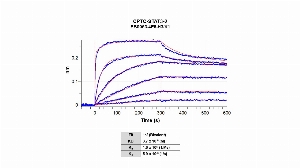 Click to enlarge image The affinity and binding kinetics of CPTC-STAT3-2 antibody and human signal transducer and activator of transcription 3 (acute-phase response factor) (STAT3) recombinant protein, transcript variant 1, were measured using biolayer interferometry. Recombinant protein was covalently immobilized onto AR2G biosensors using standard amine coupling.   CPTC-STAT3-2 antibody at 1024 nM, 64 nM, 16 nM, 4 nM, 1 nM, and 0.25 nM, was used as analyte. Buffer only and biosensors immobilized without recombinant protein were used as references for background subtraction. All data was analyzed globally using a 1:2 bivalent model.