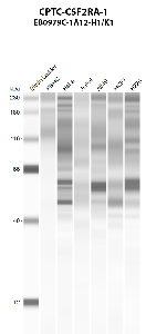 Click to enlarge image Automated western blot using CPTC-CSF2RA-1 as primary antibody against PBMC (lane 2), HeLa (lane 3), Jurkat (lane 4), A549 (lane 5), MCF7 (lane 6), and NCI-H226 (lane 7) whole cell lysates.  Expected molecular weight - 46.2 kDa, 46.9 kDa, 38.4 kDa, 32.9 kDa, 43.5 kDa, 26.6 kDa, 49.4 kDa, 31.1 kDa.  Molecular weight standards are also included (lane 1).