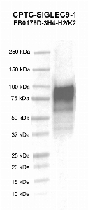 Click to enlarge image Western blot using CPTC-SIGLEC9-1 as primary antibody against human sialic acid binding Ig-like lectin 9 (SIGLEC9) recombinant protein (lane 2).  Expected molecular weight - 49.9 kDa.  Molecular weight standards are also included (lane 1). Target protein is subject to glycosylation which can affect the migration in electrophoresis. This can make the target appear as a higher molecular weight protein.