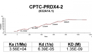 Click to enlarge image Kinetic titration data for PRDX4-2 Ab (632A14.1) using Biacore SPR method