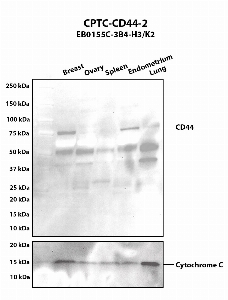 Click to enlarge image Western blot using CPTC-CD44-2 as primary antibody against human breast (2), ovary (3), spleen (4), endometrium (5), and lung (6) tissue lysates. The expected molecular weight is 81.5 kDa. Cytochrome C was used as a loading control. Breast and endometrium tissues are presumed positive. All other tissues are negative.