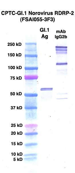 Click to enlarge image Western Blot using CPTC-GI.1 Norovirus RDRP-2 as primary Ab against rAg 00091 (lane 2). Also included are molecular wt. standards (lane 1) and mouse IgG control (lane 3).