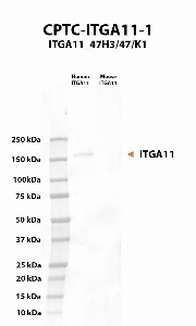 Click to enlarge image Western Blot using CPTC-ITGA11-1 as primary antibody against human and mouse recombinant proteins. The antibody CPTC-ITGA11-1 specifically recognizes the human recombinant. Expected MW is 133 KDa, but ITGA11 glycosylation affects its migration.