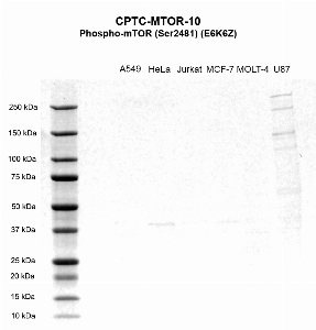 Click to enlarge image Western Blot using CPTC-MTOR-10 as primary antibody against cell lysates A549 (lane 2), HeLa (lane 3), Jurkat (lane 4), MCF-7 (lane 5), MOLT-4 (lane 6), and U87 (lane 7). Molecular weight standards are also included (lane 1). U87 is presumed positive. All other cells lines are negative. Expected molecular weight – 289 kDa.