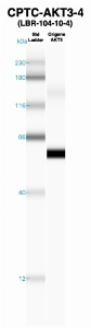 Click to enlarge image Western Blot using CPTC-AKT3-4 as primary Ab against recombinant AKT3  (lane 2). Also included are molecular wt. standards (lane 1).