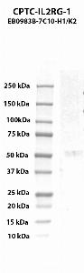 Click to enlarge image Western blot using CPTC-IL2RG-1 as primary antibody against human CD132 / IL2RG (23-262, His-tag) recombinant protein (lane 2).  Expected molecular weight - 29.0 kDa.  Molecular weight standards are also included (lane 1).