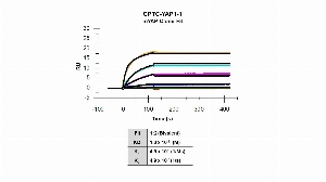 Click to enlarge image Affinity and binding kinetics of CPTC-YAP1-1 and mouse YAP1 full length recombinant protein were measured using surface plasmon resonance.  Mouse YAP1 full length recombinant protein was amine coupled onto a Series S CM5 biosensor chip. CPTC-YAP1-1 rabbit antibody at 1024 nM, 256 nM, 64 nM, 16 nM, 4 nM, 1 nM, 0.25 nM, and 0.0625nM was used as analyte. All data were double referenced and analyzed globally using a bivalent fitting model.