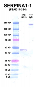 Click to enlarge image Western Blot using CPTC-SERPINA1-1 as primary Ab against SERPINA1 (rAg 11019) in lane 2. Also included are molecular wt. standards (lane 1) and mouse IgG control (lane 3).