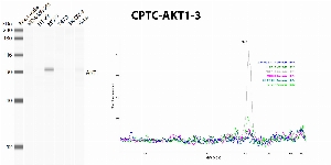 Click to enlarge image Automated western blot using CPTC-AKT1-3 as primary antibody against whole lysates of cell MDA-MB-231, HT-29, MCF7, T47D, SK-OV-3, and HeLa. The antibody cannot recognize the target in the cell lysates.
