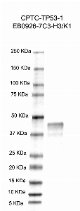 Click to enlarge image Western Blot using CPTC-TP53-1 as primary antibody against recombinant human tumor protein p53 (TP53), transcript variant 1 (lane 2). Also included are molecular weight standards (lane 1).