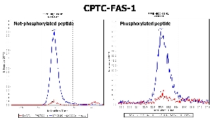 Click to enlarge image Immuno-MRM chromatogram of CPTC-FAS-1 antibody (see CPTAC assay portal for details: https://assays.cancer.gov/CPTAC-5953 for non-phosphorylated peptide and https://assays.cancer.gov/CPTAC-5954  for phosphorylated peptide)
Data provided by the Paulovich Lab, Fred Hutch (https://research.fredhutch.org/paulovich/en.html). Data shown were obtained from FFPE tumor tissue lysate pool.