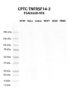 Click to enlarge image Western blot using CPTC-TNFRSF14-3 as primary antibody against A549 (lane 2), HeLa (lane 3), Jurkat (lane 4), MCF7 (lane 5), H226 (lane 6), and PBMC (lane 7) whole cell lysates.  Expected molecular weight - 30.4 kDa and 21.4 kDa.  Molecular weight standards are also included (lane 1).