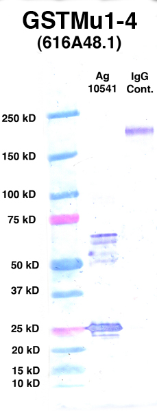 Click to enlarge image Western Blot using CPTC-GSTMu1-4 as primary Ab against Ag 10541 (lane 2). Also included are molecular wt. standards (lane 1) and mouse IgG control (lane 3).