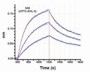 Click to enlarge image Affinity and binding kinetics of CPTC-SVIL-3 and h340 recombinant protein using biolayer interferometry. CPTC-SVIL-3 antibody was covalently immobilized on amine-reactive second-generation sensors. H340 recombinant protein, 1.95 nM, 3.9 nM, and 7.8 nM, was used as analyte. R2 = 0.997. Rate constants were calculated by applying a 2:1 (heterogeneous) interaction model (global fit, full). KD (nM) – 0.53, Ka (1/Ms) – 7.28 x 105, Kd (1/s) – 3.87 x 10-4.