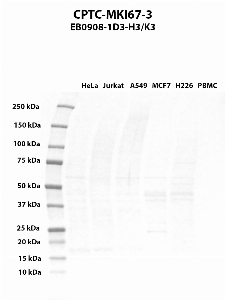 Click to enlarge image Western blot using CPTC-MKI67-3 as primary antibody against HeLa (lane 1), Jurkat (lane 2), A549 (lane 3), MCF7 (lane 4), H226 (lane 5) and PBMC (lane 6) whole cell lysates.  Expected molecular weight > 250 kDa.  Molecular weight standards are also included.