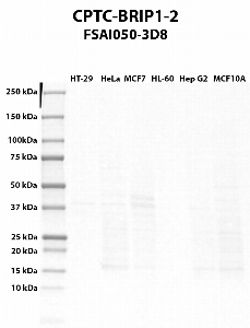 Click to enlarge image Western blot using CPTC-BRIP1-2 as primary antibody against HT-29 (lane 2), HeLa (lane 3), MCF7 (lane 4), HL-60 (lane 5), Hep G2 (lane 6), and MCF7 (lane 7) whole cell lysates.  Expected molecular weight - 141 kDa and 112 kDa.  Molecular weight standards are also included (lane 1).
