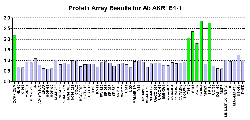 点击放大图像蛋白质阵列，其中CPTC-AKR1B1-1与NCI60细胞系面板进行筛选以表达。数据标准化为平均信号1.0和标准偏差0.5。颜色表示过度表达水平（绿色）、基本水平（蓝色）、表达不足（红色）。