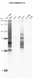 Click to enlarge image Automated western blot using CPTC-TNFRSF14-3 as primary antibody against A549 (lane 2), HeLa (lane 3), Jurkat (lane 4), MCF7 (lane 5), H226 (lane 6), and PBMC (lane 7) whole cell lysates.  Expected molecular weight - 30.4 kDa and 21.4 kDa.  Molecular weight standards are also included (lane 1).
