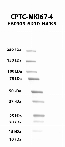 Click to enlarge image Western blot using CPTC-MKI67-4 as primary antibody against human antigen Ki-67 (MKI67),
transcript variant 1, residues 1-1000 aa recombinant protein. Expected molecular weight - 111 kDa.  Molecular weight standards are also included.