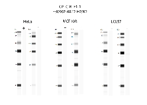 Click to enlarge image Automated western blot using CPTC-RTF1-1 as primary antibody against cell lysates HeLa, MCF10A, and LCL57.  Samples from each cell line were irradiated with 10 Gy as shown in ‘+’ indicated lanes. Samples from each non-irradiated cell line were treated with alkaline phosphatase enzyme as shown in ‘-‘ indicated lanes.  Molecular weight standards are included for each cell line.