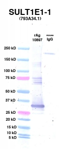 Click to enlarge image Western Blot using CPTC-SULT1E1-1 as primary Ab against Ag 10897 (lane 2). Also included are molecular wt. standards (lane 1) and mouse IgG control (lane 3).