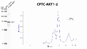 Click to enlarge image Automated western blot using CPTC-AKT1-2 as primary antibody against recombinant AKT1. The antibody can recognize the target.