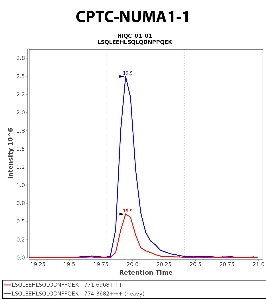 Click to enlarge image Immuno-MRM chromatogram of CPTC-NUMA1-1  antibody (see CPTAC assay portal for details: https://assays.cancer.gov/CPTAC-5920)
Data provided by the Paulovich Lab, Fred Hutch (https://research.fredhutch.org/paulovich/en.html). Data shown were obtained from cell lysate.