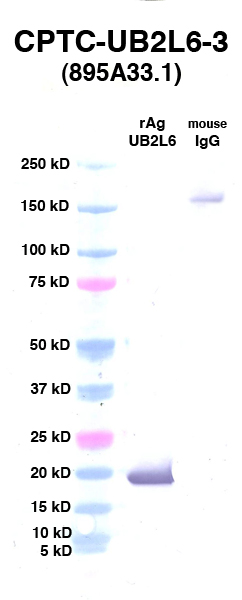 Click to enlarge image Western Blot using CPTC-UB2L6-3 as primary Ab against UB2L6 (rAg 00012) (lane 2). Also included are molecular wt. standards (lane 1) and mouse IgG control (lane 3).